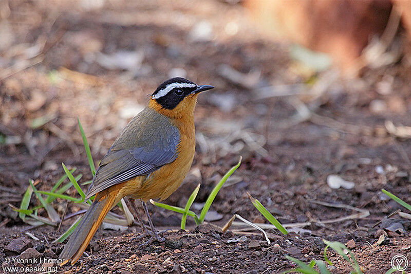 White-browed Robin-Chatadult, identification