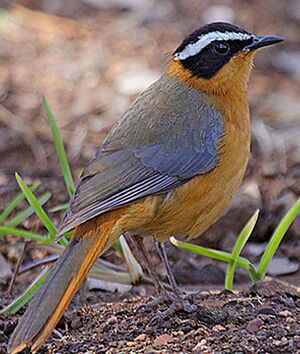 White-browed Robin-Chat