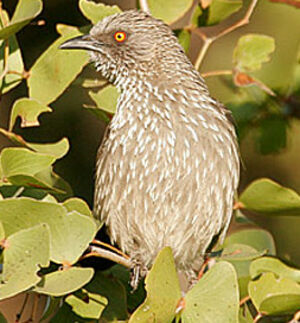 Arrow-marked Babbler