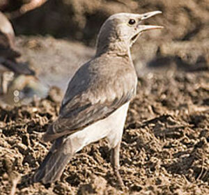 Wattled Starling
