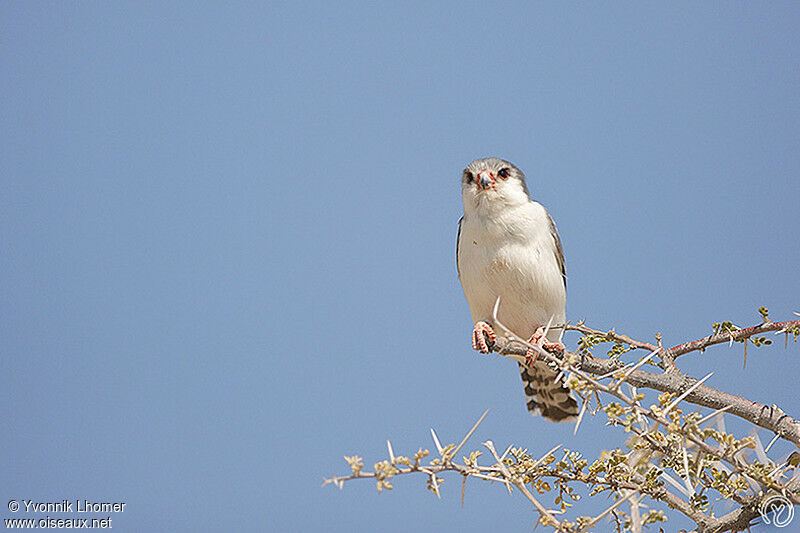 Pygmy Falcon male adult, identification