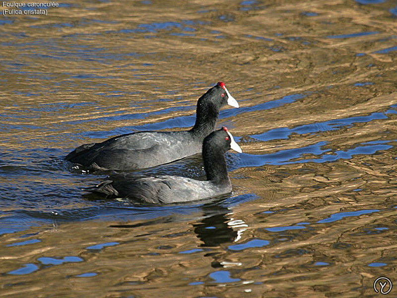 Red-knobbed Coot adult, identification