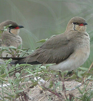Collared Pratincole