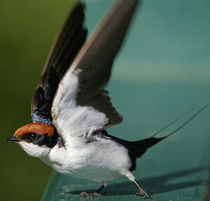 Hirondelle � longs brins