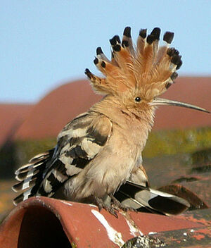 Eurasian Hoopoe 
&copy; Yvonnik Lhomer
