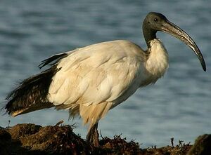 African Sacred Ibis