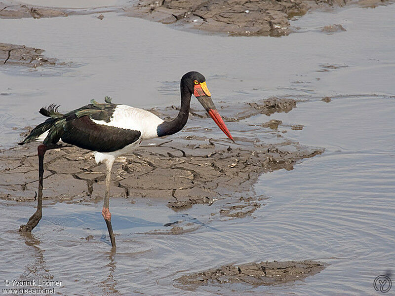 Saddle-billed Stork female adult, Behaviour, identification