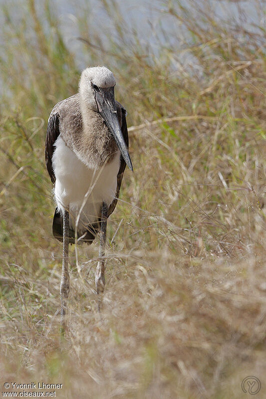 Saddle-billed Storkjuvenile, identification