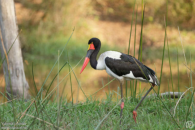 Saddle-billed Stork female adult breeding, identification