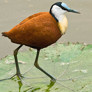Jacana à poitrine dorée