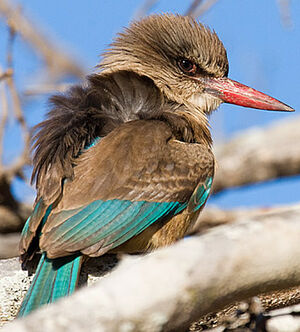 Brown-hooded Kingfisher