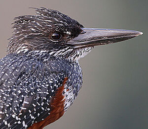 Giant Kingfisher