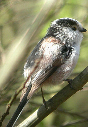Long-tailed Tit