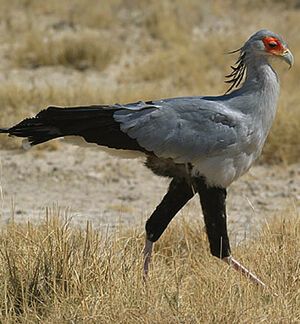 Secretarybird
