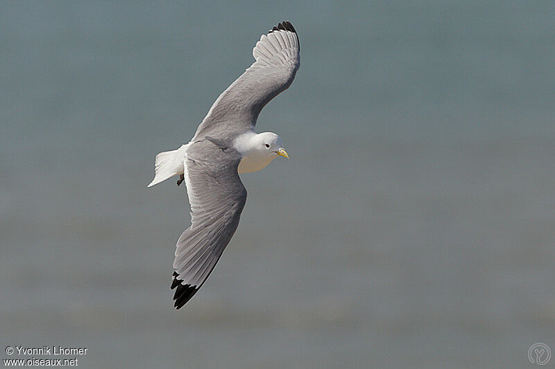 Mouette tridactyleadulte, Vol