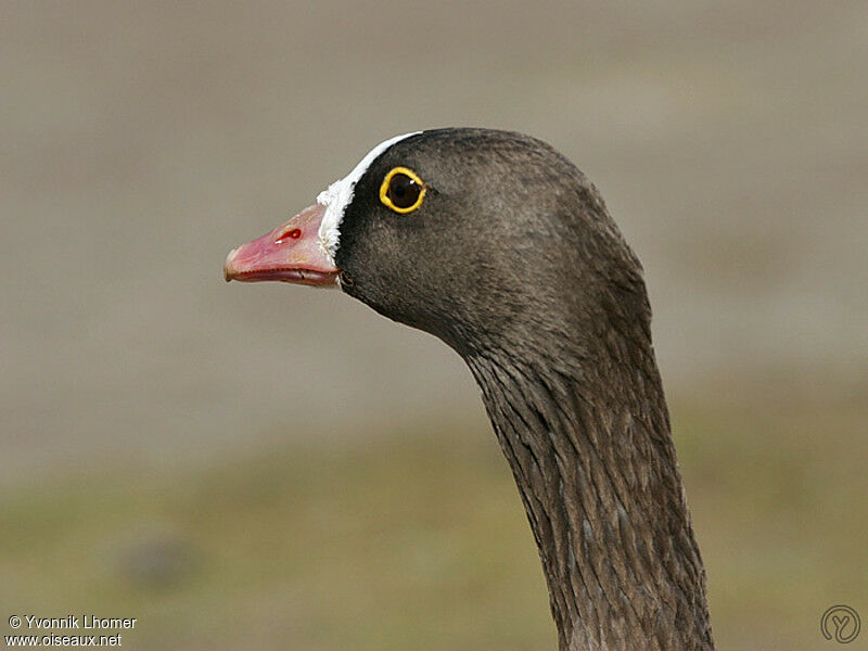 Lesser White-fronted Gooseadult, identification
