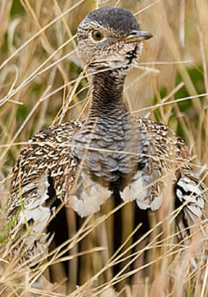 Red-crested Korhaan