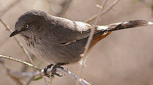 Chestnut-vented Warbler