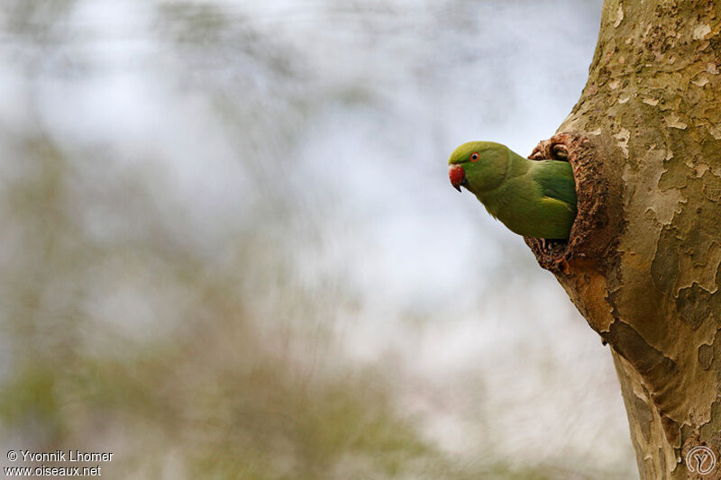 Rose-ringed Parakeet, Reproduction-nesting, identification