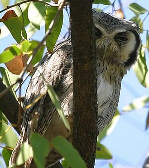 Southern White-faced Owl