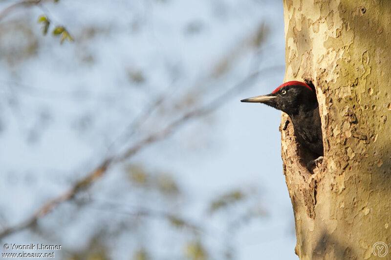 Black Woodpecker male adult, Reproduction-nesting, identification