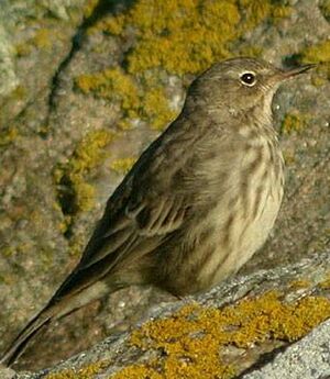 Eurasian Rock Pipit 
&copy; Yvonnik Lhomer