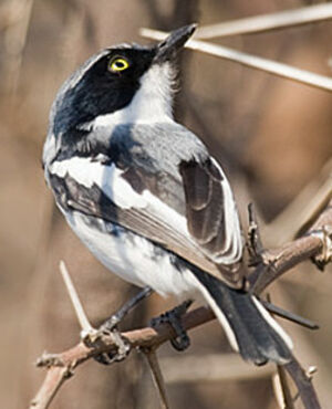 Chinspot Batis