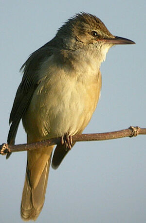 Great Reed Warbler