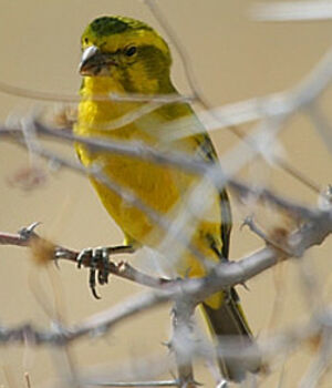 Serin de Sainte-H�l�ne
