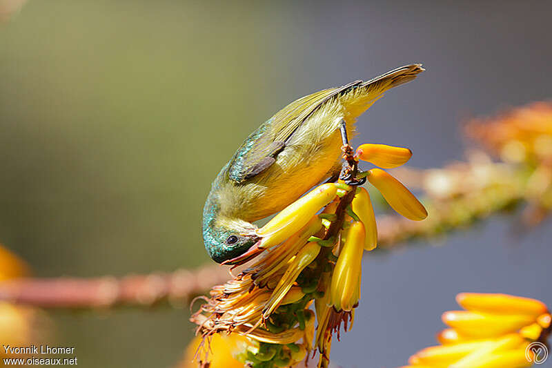 Collared Sunbird female adult, eats