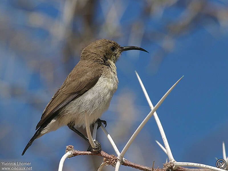 Dusky Sunbird female, identification