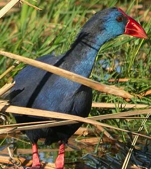 Purple Swamphen