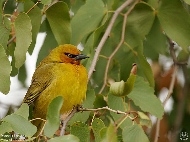 Spectacled Weaver female adult, close-up portrait