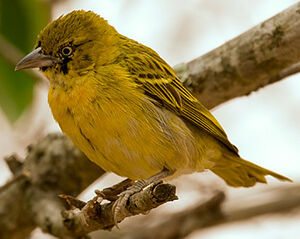 Lesser Masked Weaver