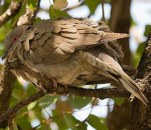 Mourning Collared Dove