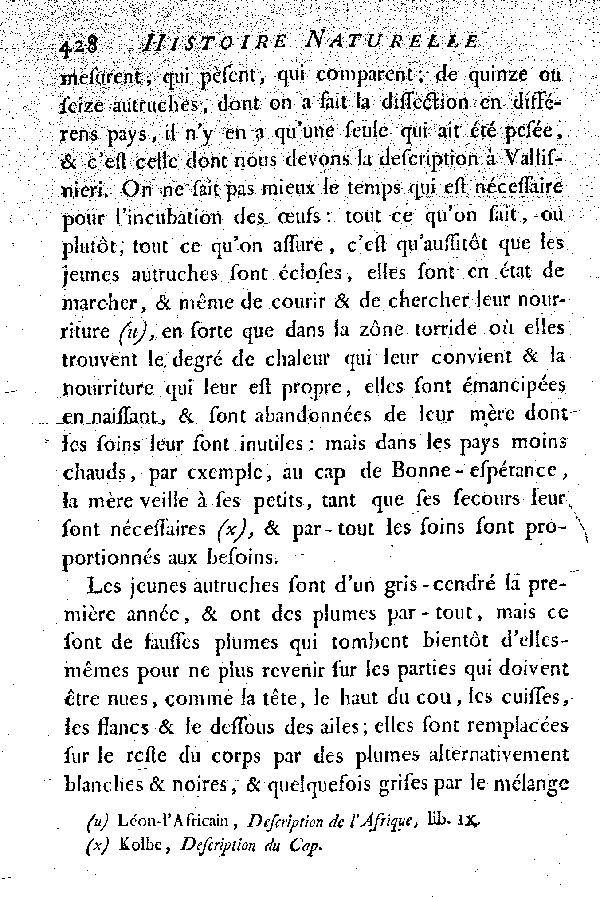 L'Autruche.