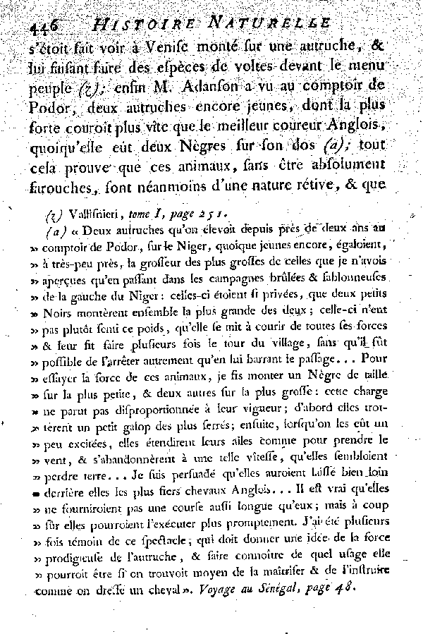 L'Autruche.