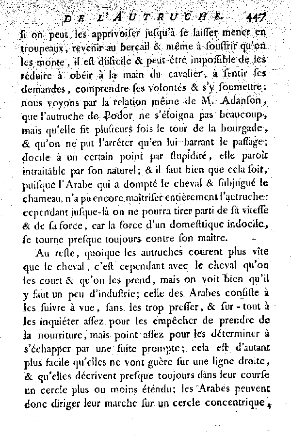 L'Autruche.