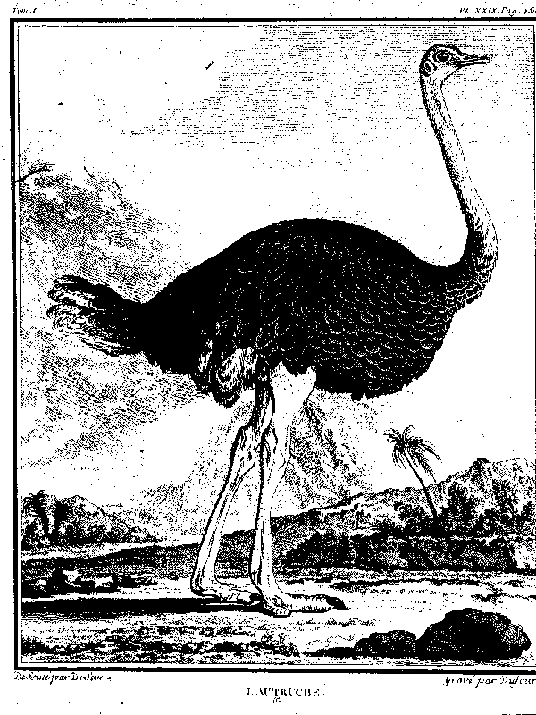 L'Autruche.