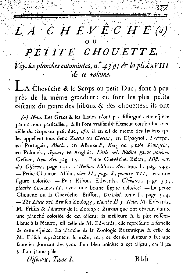 La Chevêche ou petite Chouette