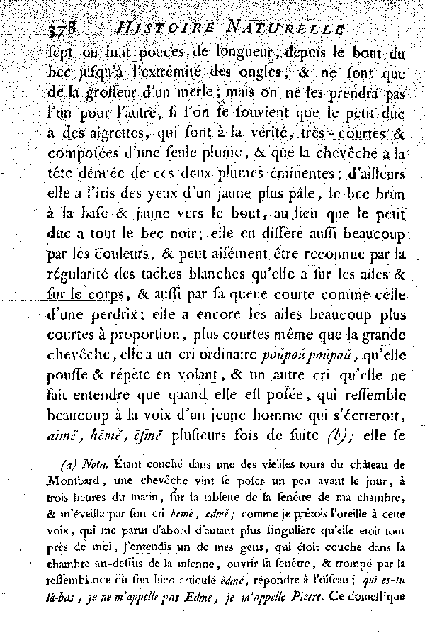 La Chevêche ou petite Chouette