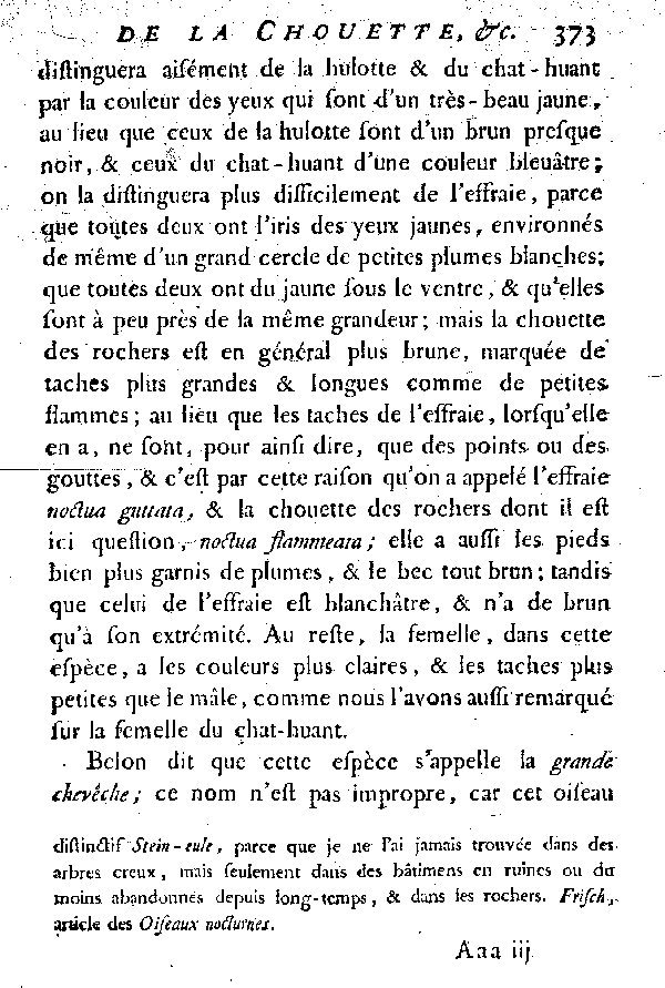 La Chouette ou la grande Chevêche