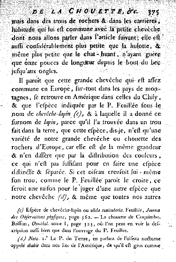 La Chouette ou la grande Chevêche