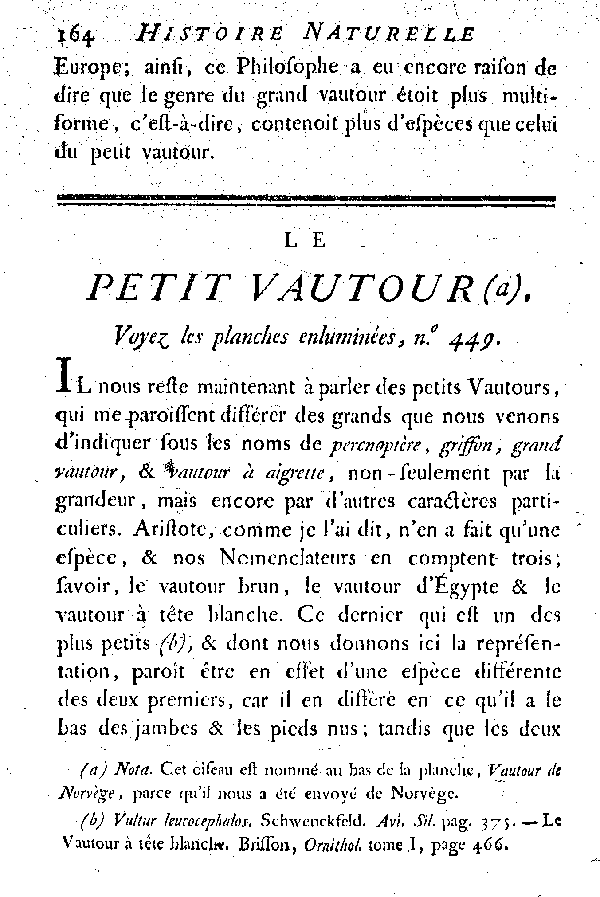 Le petit Vautour