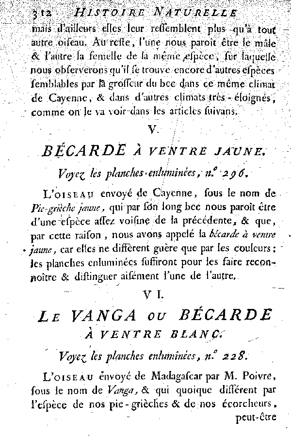 VI. Le Vanga ou Bécarde à ventre blanc.