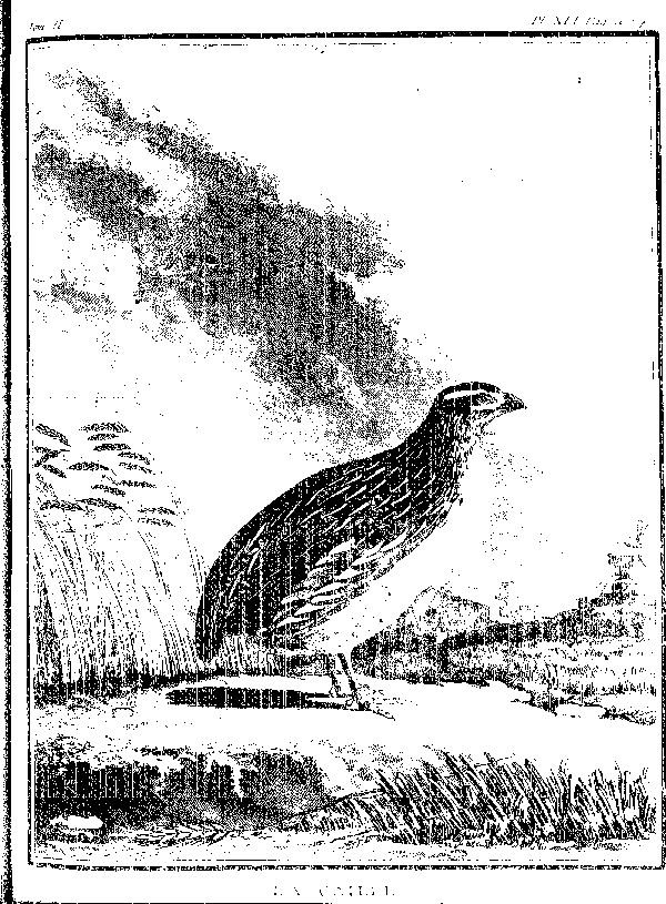La Caille