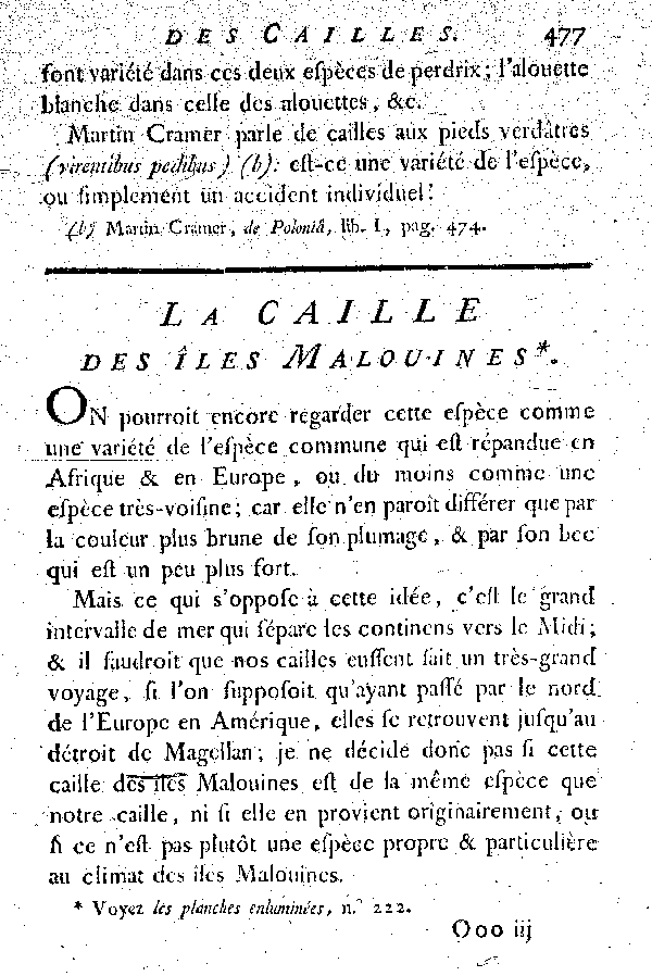 La Caille des îles Malouines