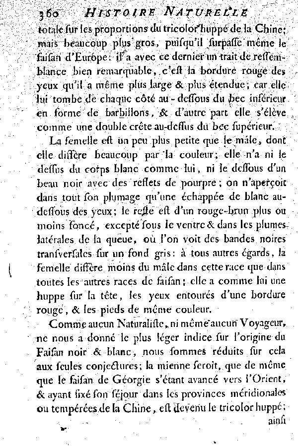 II. Le Faisan noir et blanc de la Chine