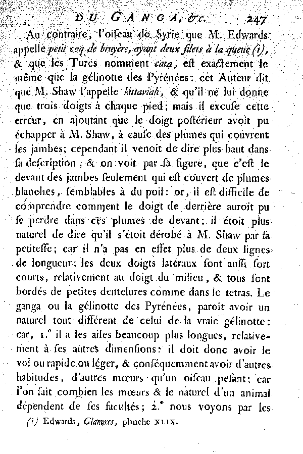 Le Ganga, vulgairement la Gelinotte des Pyrénées