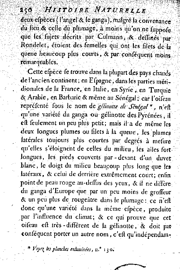 Le Ganga, vulgairement la Gelinotte des Pyrénées